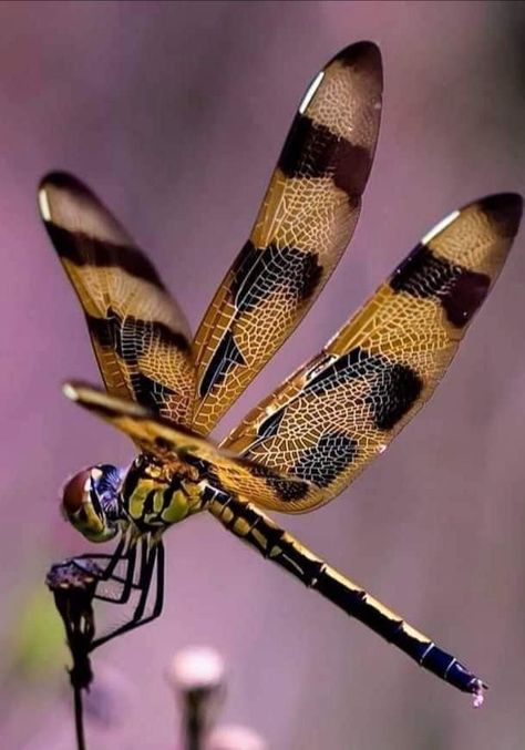 Congratulations Photos, Dragonfly Images, Dragonfly Photos, Dragon Flys, Cool Insects, Insect Photography, Cool Bugs, Wings Art, Dragonfly Art