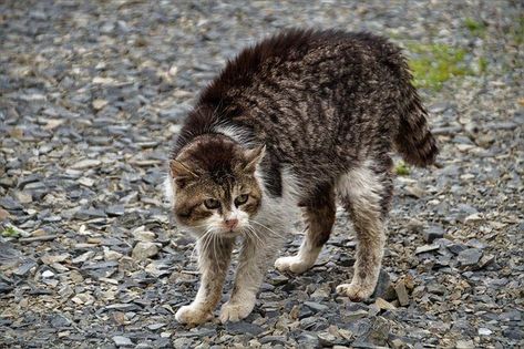 Dog Body Language, Cat Biting, Animal Behaviorist, Feral Cat, Pet Organization, Cat Purr, Kitten Rescue, Alley Cat, Cat Parenting