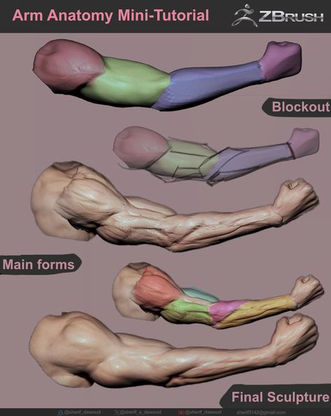 Zbrush Anatomy, Anatomy Education, Arm Anatomy, Leg Anatomy, Life Drawing Pose, Hand Anatomy, Zbrush Tutorial, Anatomy Sculpture, Anatomy Models