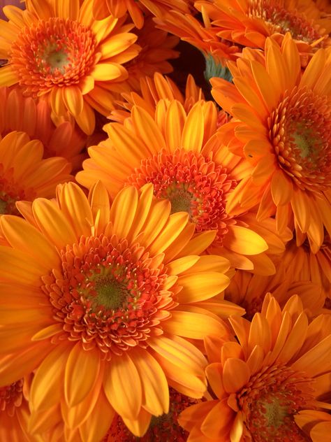 Orange Images Aesthetic, Yellow And Orange Aesthetic, Orange Flowers Wallpaper, Orange Aesthetic Flowers, Tropical Orange Aesthetic, Flower Aesthetic Orange, Wallpaper Flower, Fleur Orange, Orange Wallpaper