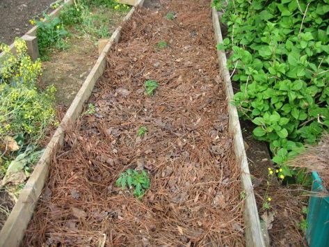 What is the Best Mulch for Vegetable Gardens? - Frador Biointensive Gardening, Leaf Mulch, Cypress Mulch, Garden Mulch, Types Of Mulch, Raised Vegetable Gardens, Organic Mulch, Organic Vegetable Garden, Sloped Garden