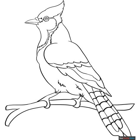 Free Blue Jay Coloring Page for Kids Blue Jay Craft, Blue Jay Drawing, Jay Drawing, Blue Jay Tattoo, Jay Tattoo, Bird Outline, Preschool Room, Colouring Pictures, Chicken Coloring