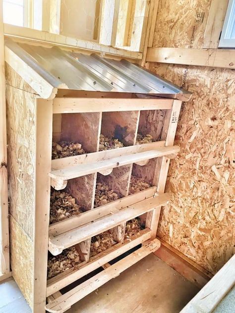 Chicken Coop Nesting Boxes Ideas, Chicken Storage Ideas, Storage Inside Chicken Coop, Chicken Egg Box Nests, Homemade Chicken Nesting Boxes, Nesting Boxes Inside Coop, Chicken House Interior, Chicken Coop Shed Interior, Goat And Chicken House