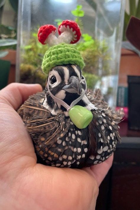 Cute Animals In Clothes, Crochet For Birds, Animals Wearing Hats, Birds Wearing Hats, Quail As Pets, Hats For Chickens, Button Quails, Animals In Hats, Baby Quail