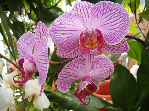 Phaelonopsis orchid Phaelonopsis Orchid, Bulbophyllum Phalaenopsis, Pink Phalaenopsis Orchid, Light Pink Orchids, Phalaenopsis Schilleriana, Colombian Orchid, Planting Roses, Horticulture, Orchids