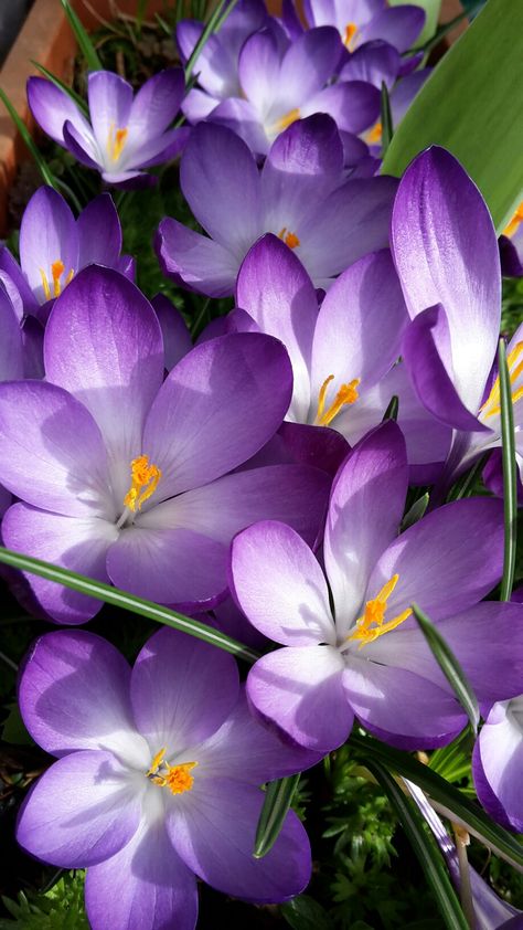 Krokusse Purple Flower Pictures, Flower Tower, Crocus Flower, Flower Close Up, Cute Flower Wallpapers, Wonderful Flowers, Rare Flowers, Floral Photography, Beautiful Rose Flowers