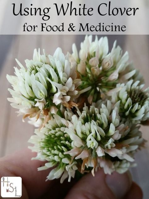 Make the most of common yard weeds by using white clover for food and medicine with these easy tips and recipes and still leaving plenty for the bees.http://homespunseasonalliving.com/using-white-clover-food-medicine/ Wild Food Foraging, White Clover, Edible Wild Plants, Magia Das Ervas, Food Medicine, Healing Plants, Herbal Healing, Herbs For Health, Wild Edibles