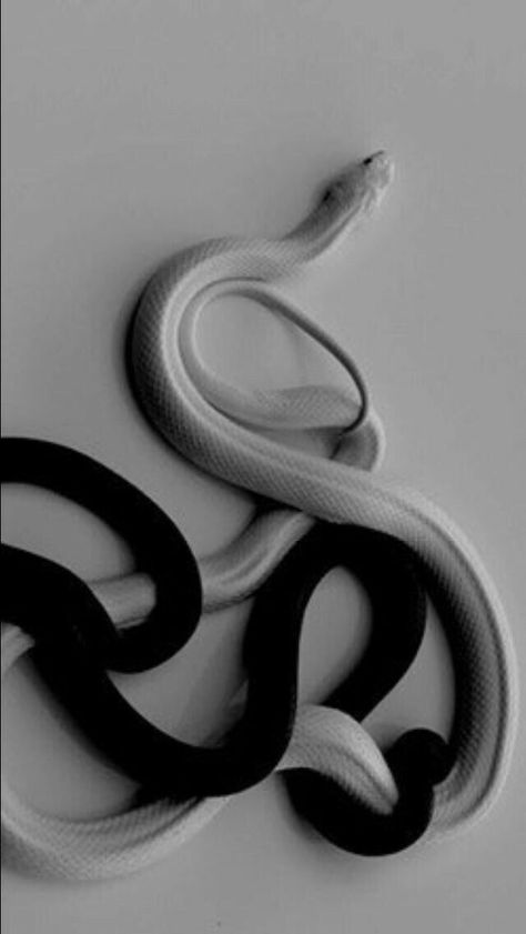 White Snakes, Snake Photos, Cool Snakes, Pretty Snakes, Snake Wallpaper, Black And White Picture Wall, Cute Reptiles, Cute Snake, Snake Art