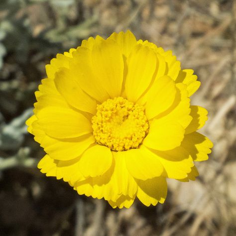 Desert Marigold, Planting Flowers, Plants, Flowers, Bonito