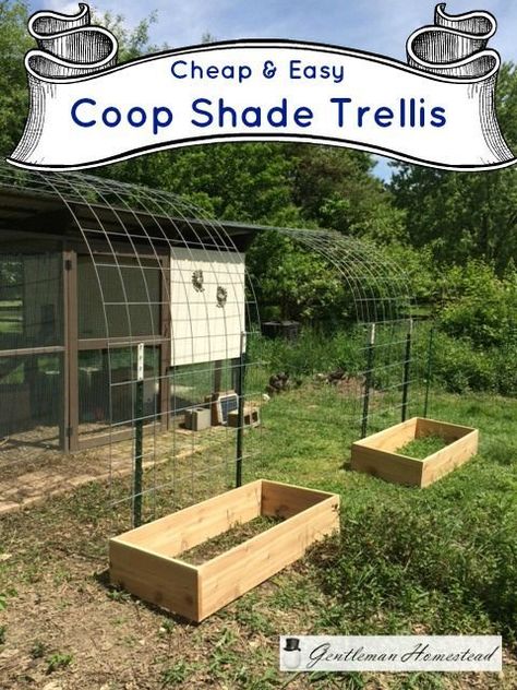 Shade Trellis for the Chicken Coop (Gentleman Homestead) Shade Trellis, Easy Chicken Coop, Chicken Coop Garden, Shade Ideas, Portable Chicken Coop, Chicken Chick, Chicken Garden, Coop Plans, Tamworth