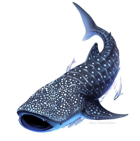 Whale Shark Drawing, Whale Shark Tattoo, Shark Illustration, Shark Drawing, Shark Coloring Pages, Shark Diving, Shark Art, Shark Tattoos, Whale Art