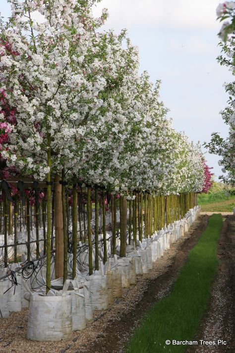 Malus 'White Star' is a lovely medium sized crab apple. There is a splendid show of white star-like flowers in the spring, which are scented and attract honey bees. The flowers are followed by medium golden-russet crab apples in late summer which persist into December. Crab Apple Tree, Trees Nursery, Hedge Trees, Trees For Front Yard, Patio Trees, Crabapple Tree, Front Yards, Tree Nursery, Garden Pictures