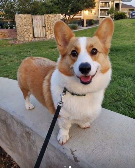 Corgi Sploot, Eye Bleach, Cute Corgi Puppy, Bad Man, Corgi Art, Cute Animals Puppies, Corgi Puppy, Best Dog Breeds, Cute Corgi