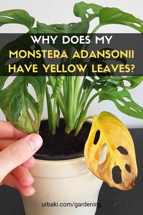 If the leaves on your Monstera adansonii plants turn yellow, this is a sign that something is wrong. To help them, you must first identify the reason and find a way to fix it. Monstera adansonii leaves turn yellow with improper watering, light, and fertilizers. Unfiltered water that contains harsh chemicals can also cause this problem. However, in rare cases, pest and disease infestation can leave yellow spots on Monstera adansonnii foliage. In the video below, you will learn a number of... Yellowing Monstera Leaves, Monstera Leaves Turning Yellow, Monstera Plant Problems, Monstera Adansonii Care, Monstera Plant Support, Yellow Leaves On Plants, Plant Leaves Turning Yellow, Monstera Plant Care, Houseplant Collection