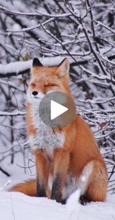 Fox Family, Save Animals, Baby Fox, Family Dogs, Fox, Dogs, Health, Animals, Pins