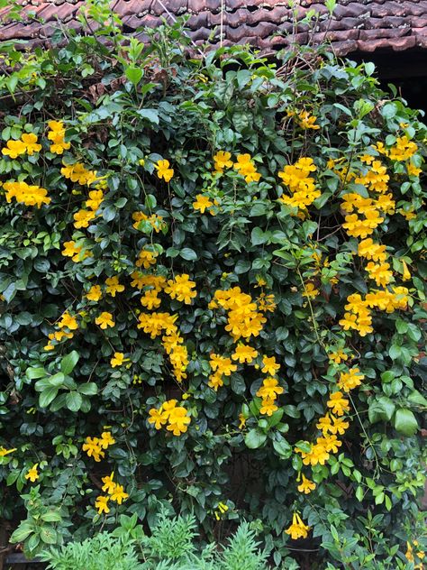 Yellow creeper Flowering Creepers, Creepers Plants, Garden Landscape Design, Green Roof, Creepers, Yellow Flowers, Garden Landscaping, Landscape Design, Outdoor Living