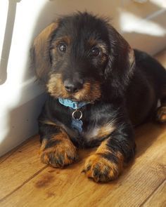 #kclovesdogs #fea Wirehaired Dachshund, Daschund Puppies, Dachshund Breed, Clever Dog, Miniature Dachshunds, Wire Haired Dachshund, Weiners, Long Haired Dachshund, Popular Dog Breeds