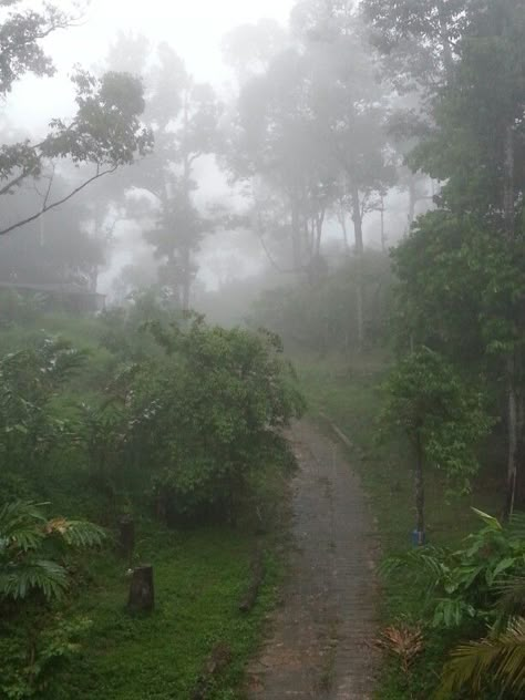 Rain In Nature, Quiet Images, Foggy Places, Sasha Core, Foggy Aesthetic, Fruit Forest, Misty Weather, Fairy Grunge Aesthetic, Rainy Day Aesthetic