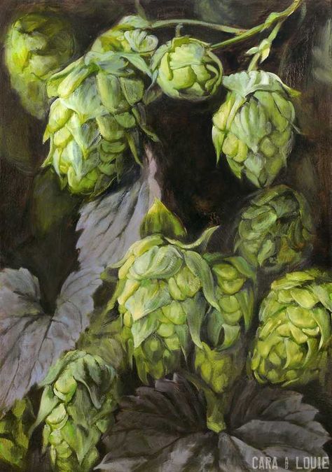 Hops in oils - Imgur Hops Vine, Beer Tattoos, Beer Painting, Hops Plant, Hop Flower, Beer Table, Beer Hops, Humulus Lupulus, Beer Pictures