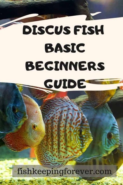 Discuss Fish, Discus Fish For Sale, Discus Tank, Discus Aquarium, Breeding Betta Fish, Fish Tank Themes, Betta Fish Types, Fish Tank Terrarium, Tropical Fish Aquarium