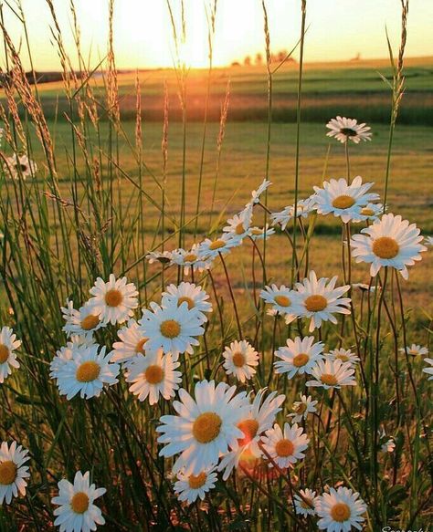 Wild daisies Sunflowers And Daisies, Daisy Love, White Daisies, The Grass, Beautiful Blooms, Love Flowers, Flowers Photography, Pretty Flowers, Pretty Pictures