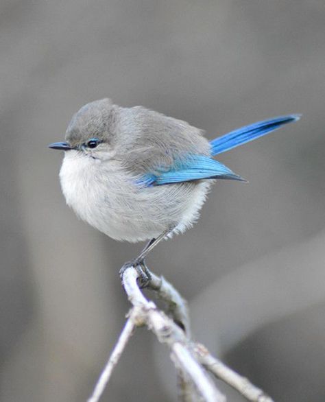 Wrens Birds, Wren Photography, Round Bird, Male Fairy, Fairy Wren, Australian Birds, Emily Dickinson, Bird Pictures, Pretty Birds