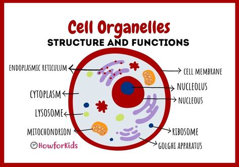 What’s found inside a cell? What ia an organelle? Structure Of Cell, Cell Parts And Functions, Cell Biology Notes, Cell Parts, Cell Organelles, School Biology, Anatomy Bones, 8th Grade Science, Cell Structure