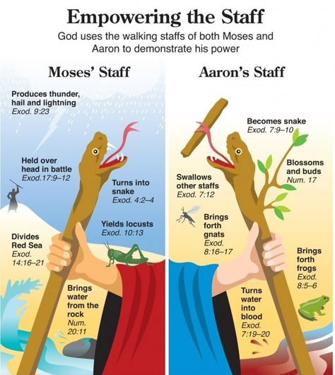 Wow I never knew that Aaron's staff did all that stuff Moses Staff, Quick View Bible, Bible Charts, Bible Study Help, Understanding The Bible, Cobra Snake, Bible History, Bible Study Notebook, Bible Study Tools