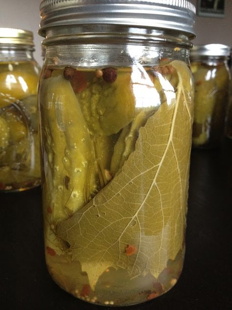 Use Grape or Oak Leaves for Crunchy Pickles Grape Leaf Pickles Recipe, Crunchy Pickle Recipe, Crunchy Dill Pickle Recipe, Sweet Refrigerator Pickles, Canning Pickles Recipe, Canning Jelly, Cloves Recipes, Grape Leaves Recipe, Crunchy Pickles