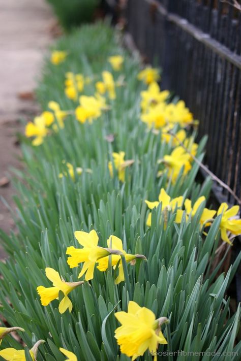 How to Divide and Replant Daffodil Bulbs - Hoosier Homemade Planting Daffodil Bulbs, Autumn Planting, Fall Bulb Planting, Outdoor Herb Garden, Rose Garden Design, Contemporary Garden Design, Fall Bulbs, Daffodil Bulbs, Daffodil Flower