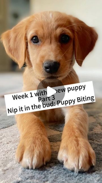 Puppy Biting, Puppy Training, Dog Training, Internet, Train, Puppies, Dogs, Instagram