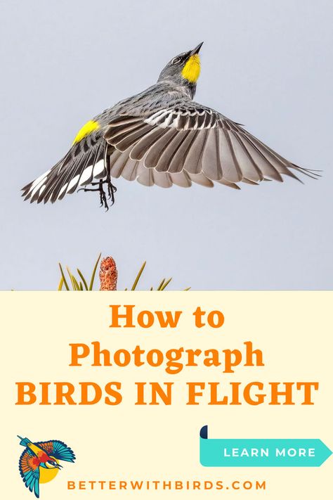 Photographing birds in flight can be tough, but Better With Birds has the tips you need! Learn how to adjust your camera settings, track your subject, and snap stunning shots of birds in action. Whether you’re birdwatching in your backyard or out in the wild, these pro tips will help you capture beautiful, sharp photos of birds on the wing. Get started with your best shots today! Bird Photoshoot, Photos Of Birds, Pictures Of Birds, Movement Pictures, Sharp Photo, Best Shots, How To Photograph, Bird Photos, The Wing