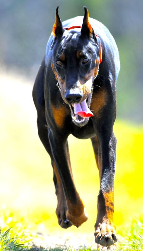 . Doberman Reference, Doberman Running, Doberman Pinchers, Doberman Shepherd, German Pinscher, Doberman Love, Doberman Pinscher Dog, Doberman Puppy, Doberman Dogs