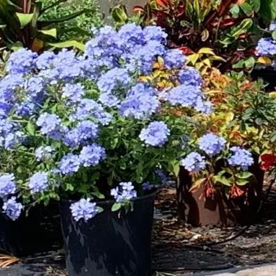 3 Gal. Plumbago Imperial Blue Flowering Shrub with Blue Flowers Blue Flowering Shrubs, Blue Flowering Plants, Blue Plumbago, White Flowering Shrubs, Flowering Bushes, Bush Plant, Imperial Blue, Yellow Blossom, Perennial Shrubs