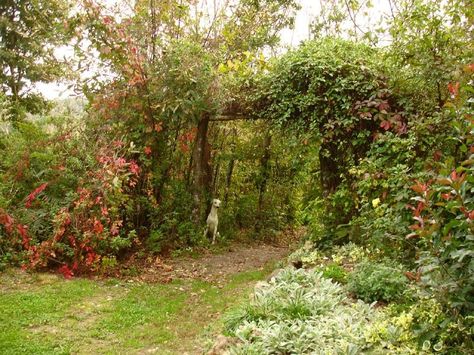 Forest Edge Bealtaine Cottage, Orchard Garden, Permaculture Gardening, Permaculture Design, Survival Gardening, Social Policy, Food Forest, Forest Garden, Garden Kits