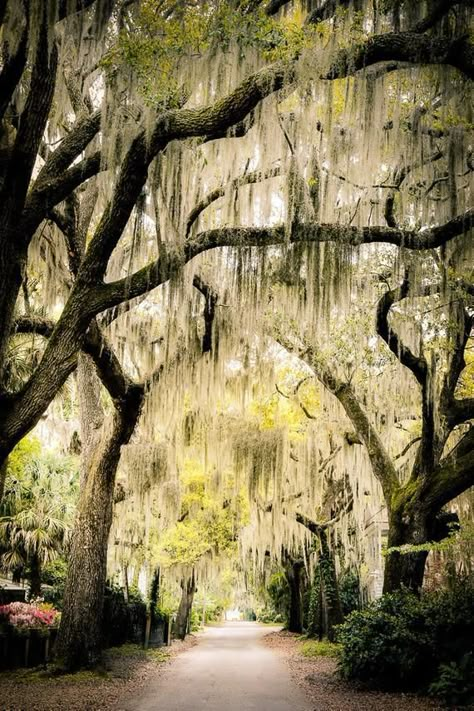 Southern Live Oak Trees, Low Country Art, Spanish Moss Trees, Live Oak Tree, Southern Aesthetic, Beaufort South Carolina, Country Photography, Portrait Color, Southern Decor