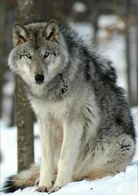 Josephine Gloria Grey Wolf Photography, Wolf Poses, Mystical Wolf, Zoo Photos, Black Dogs, Wolf Photography, Wolf Quotes, Wolf Tattoo Design, Wolf Photos