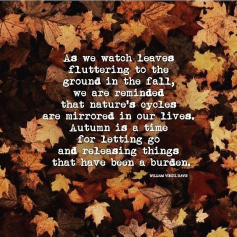 My favourite time of year has begun #mabon #autumn #autumnequinox Pagan Inspiration, Pumpkins For Sale, Autumnal Equinox, Letting Go Quotes, Fall Mood Board, Sayings And Phrases, Just Saying, Life Rules, Practical Magic