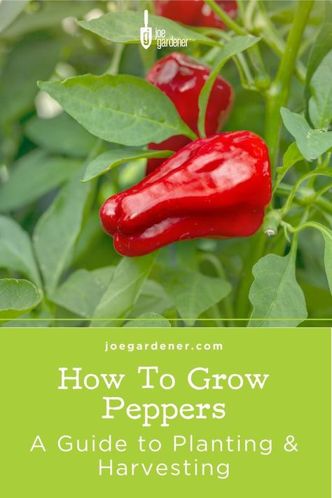 If you’ve never grown peppers before, they're a very rewarding choice for your edible garden. They’re easy to grow, with nearly infinite varietal choices, and once established, they produce like crazy all the way till frost. They’re gorgeous to see growing in your garden, and you’ll have plenty for yourself and to give away. If you want to grow peppers in your garden, here's what you need to know! | #peppers #growpeppers #howtogrowpeppers #vegetablegardening #gardening #organicgardening Grow Bell Peppers, Growing Salad, Grow Peppers, Growing Bell Peppers, Growing Peppers, Mini Sweet Peppers, Sweet Bell Peppers, Growing Greens, When To Plant