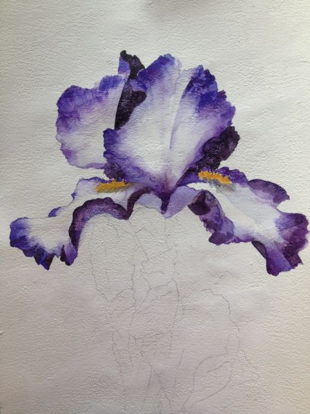 Hur Man Ritar Blommor, Iris Painting, Drawing Hair, Watercolor Flower Art, Plant Drawing, 수채화 그림, Watercolor Flowers Paintings, Watercolor Paintings Tutorials, Painting Flowers