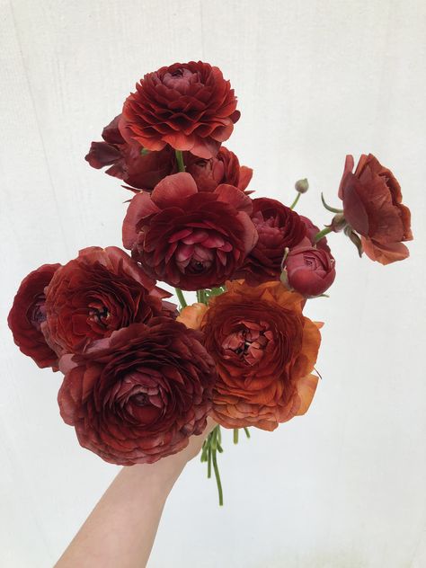 Rust Ranunculus, Wedding Outdoor, Ranunculus, Outdoor Wedding, Fall Wedding, Home Kitchen, Florist, Ohio, Wedding Flowers