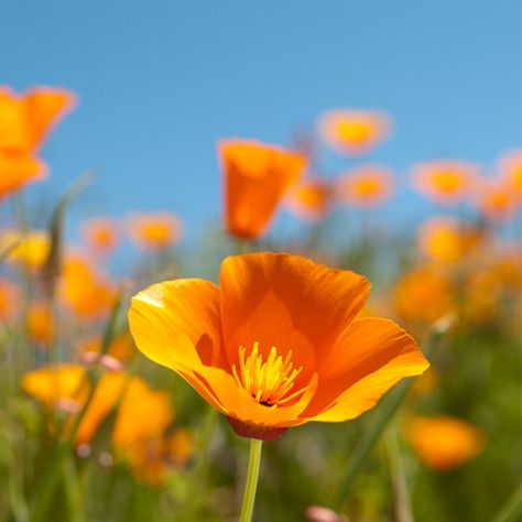 Fast Growing Flowers, Golden Poppy, Poppy Garden, Orange California, Types Of Succulents, Desert Garden, California Poppy, Drought Tolerant Plants, Poppy Seeds