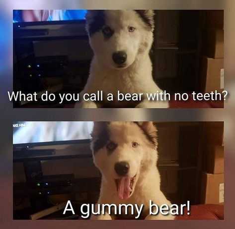 14 Funny Husky Memes That Will Make Your Day! | Page 2 of 3 | PetPress Husky Jokes, Friends Jokes, Funny Husky, Funny Dog Jokes, Lame Jokes, Husky Funny, Dog Jokes, Really Cute Dogs, Funny Dog Pictures