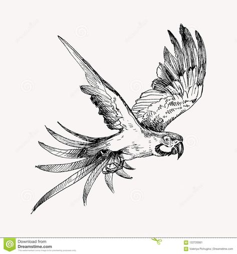 Illustration about Parrot vintage engraved illustration. Hand drawn, sketch style. Illustration of graphic, isolated, macaw - 122720061 Macaw Flying, Penguin Sketch, Sketch Black And White, Jungle Tattoo, Parrot Tattoo, Fly Drawing, Parrot Drawing, Black And White Birds, Bird Sketch