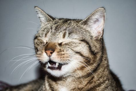 Cat Sneezing: Common Causes Bless you! We’ve all heard the sound of a cat sneezing – gosh they sound cute! But, when do we need to worry? When is a sneeze, not just a tickle but a sign of something more ominous? In this article, we will help you to decide when you need to [...]
The post Why Is My Cat Sneezing? Does It Have A Cold? appeared first on Your Vet Online. Cat Sneezing, Cat Drooling, Gatos Cool, Allergic To Cats, Cat Health Care, Cat Dander, Cat Info, Owning A Cat, Manx