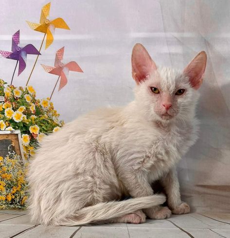 Albino Cat, Warriors Oc, Lykoi Cat, Warrior Cat Names, Cat Poses, Cat References, Adopt Idea, Cat Anatomy, Warrior Cat Oc