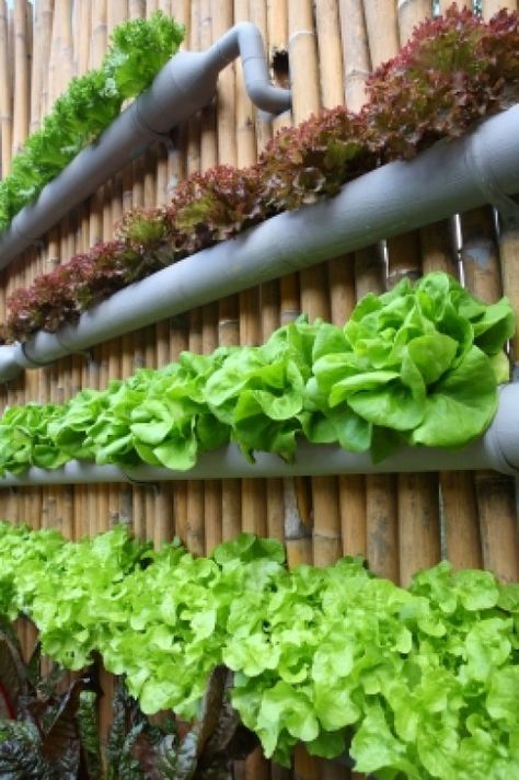 Micro Garden, Hydroponic Farming, Veg Garden, Most Beautiful Gardens, Home Vegetable Garden, Hydroponic Gardening, Vegetable Garden Design, Rustic Garden Decor, Veggie Garden