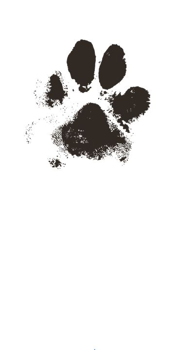 Watercolor Paw Print Tattoo, Cat Paw Print Art, Watercolor Paw Print, Scroll Clipart, Dog Paw Art, Dog Paw Drawing, Paw Tattoos, Cat Paw Tattoos, Paw Wallpaper