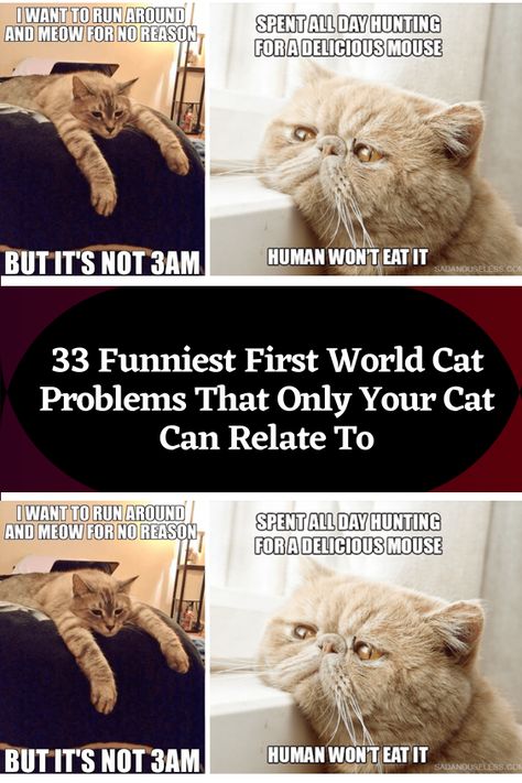 Cat Problems, Domino Magazine, World Cat, Celebrity Facts, Cat Names, Daily Memes, Nails Short, Edgy Memes, Cat Drawing