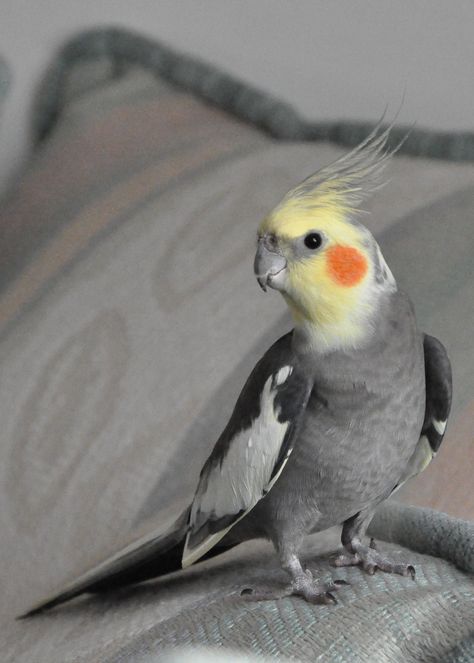 Grey Cockatiel, Parakeets, Australian Birds, Pet Bird, Exotic Birds, Pretty Birds, Colorful Birds, Cute Birds, Bird Photography